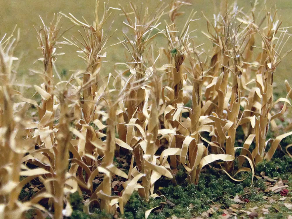 Jtt Scenery Products*Bachmann Trains Dried Corn Stalks (30 Per Pack)